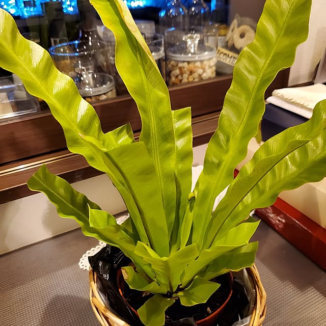 muku+maroさんの実例写真
