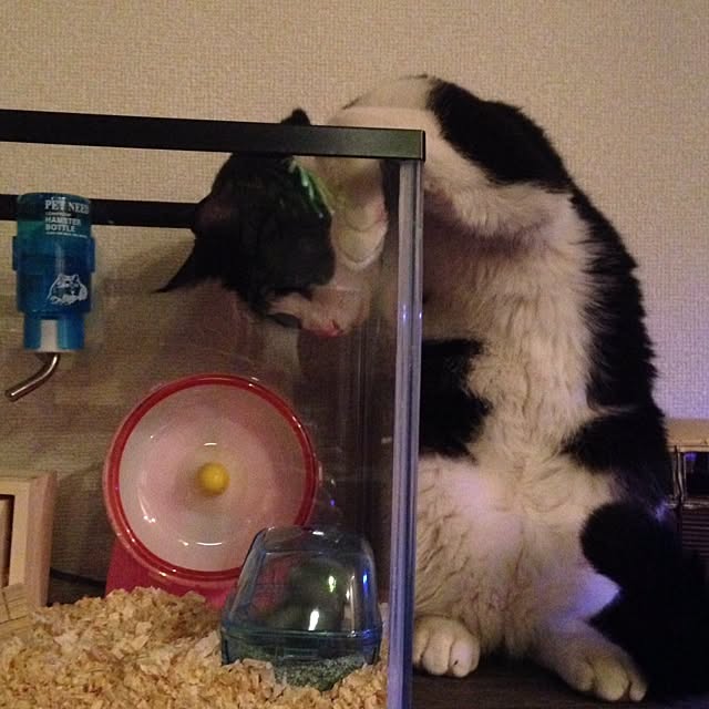 実例写真