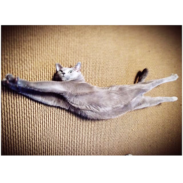 poiさんの実例写真