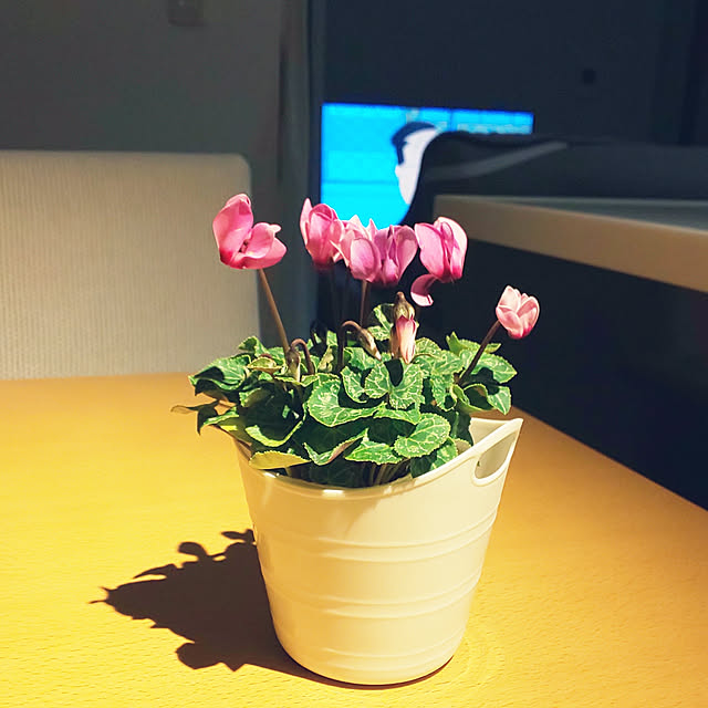 KOHAKUさんの実例写真