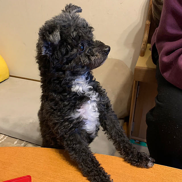 Chipさんの実例写真