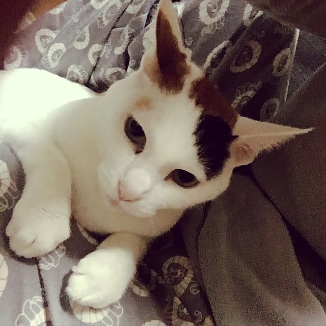 ichi.さんの実例写真