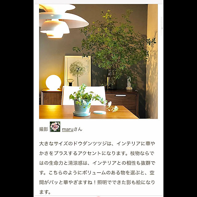 ドウダンツツジ/北欧モダン/RoomClip mag/北欧ナチュラル/北欧インテリア...などのインテリア実例 - 2021-05-05 20:42:37