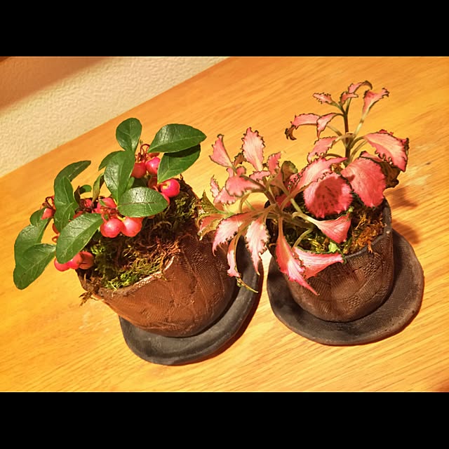 cootan195さんの実例写真