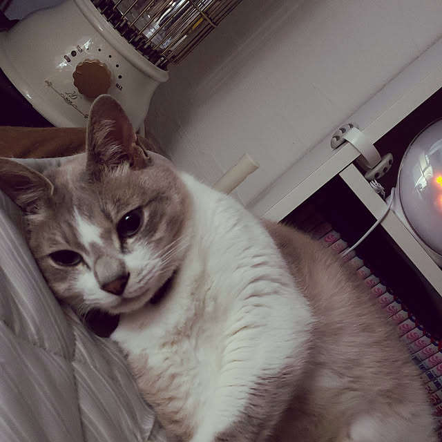 ベッド周り/ねこと暮らす。/寝室のインテリア実例 - 2019-06-17 22:24:05