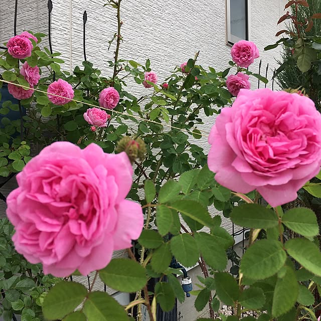hirokoさんの実例写真