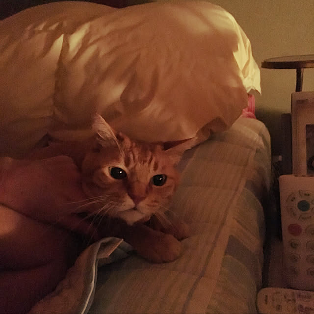 frostyさんの実例写真