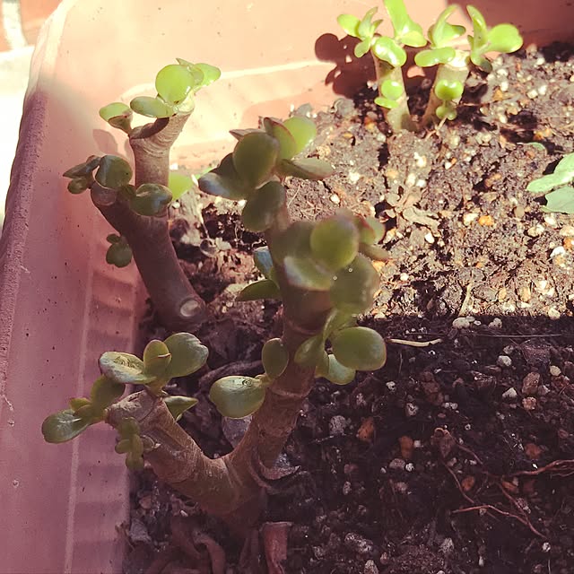 T.makiさんの実例写真