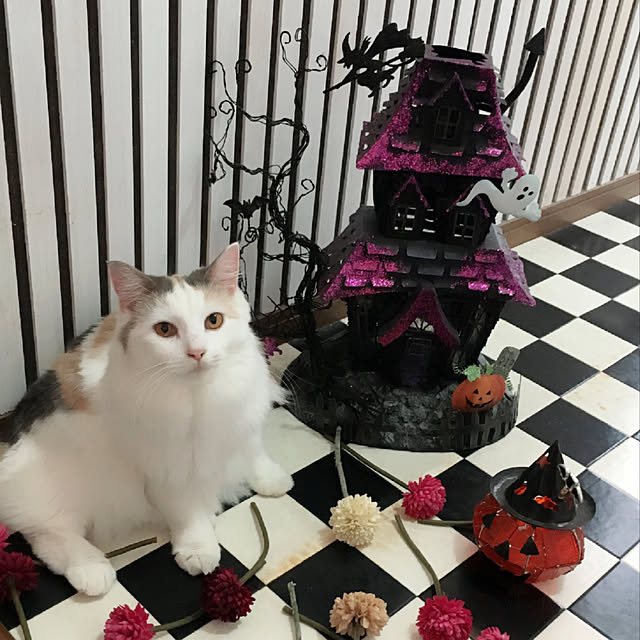 nakayoshinyankoさんの実例写真