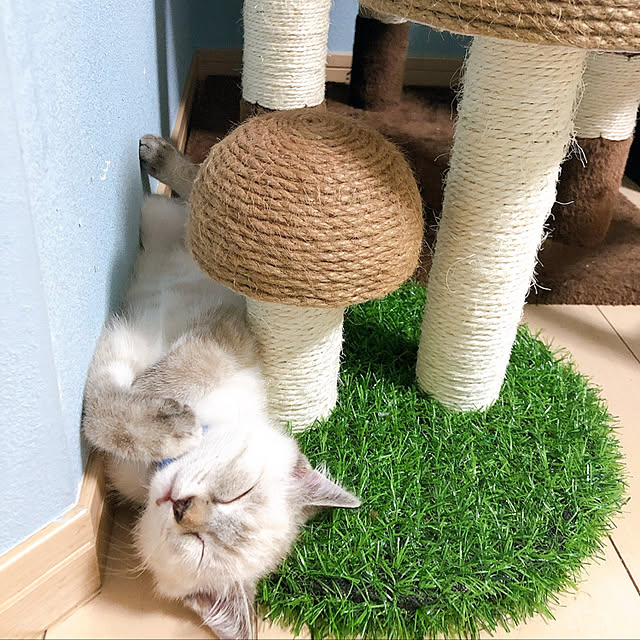 tomoyoさんの実例写真