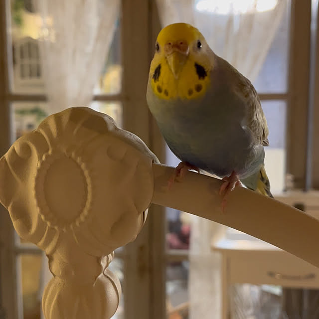 Atsukoさんの部屋
