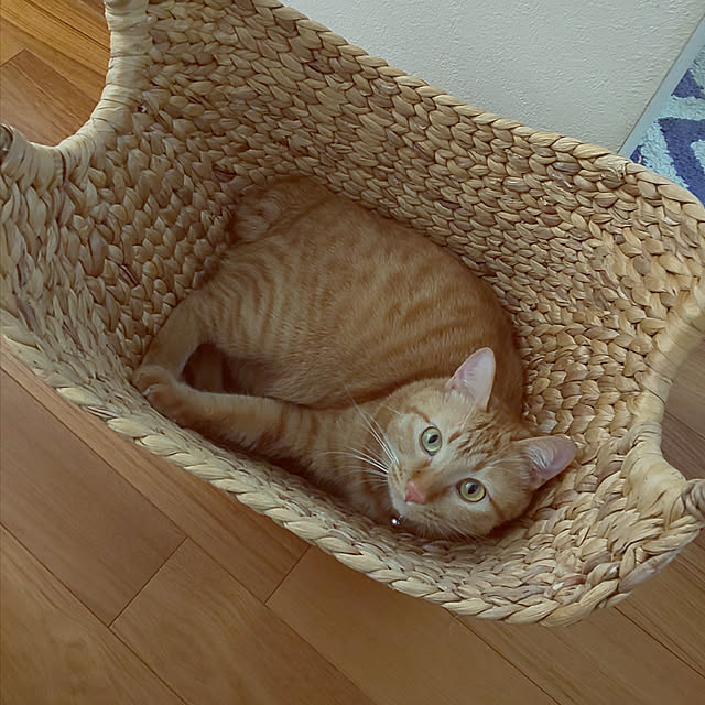 marutujiさんの実例写真