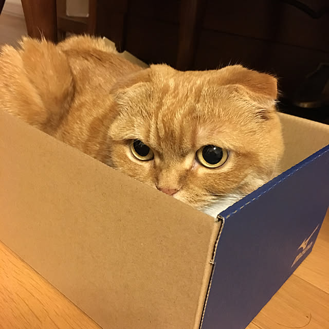 ねこのいる日常/ベッド周りのインテリア実例 - 2019-11-30 23:55:44
