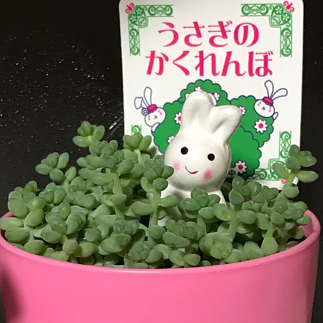 リビング/日替わり投稿企画!木曜日/植物/多肉植物のインテリア実例 - 2017-05-18 16:04:18