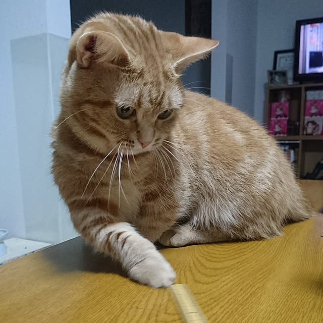 shinobuさんの実例写真