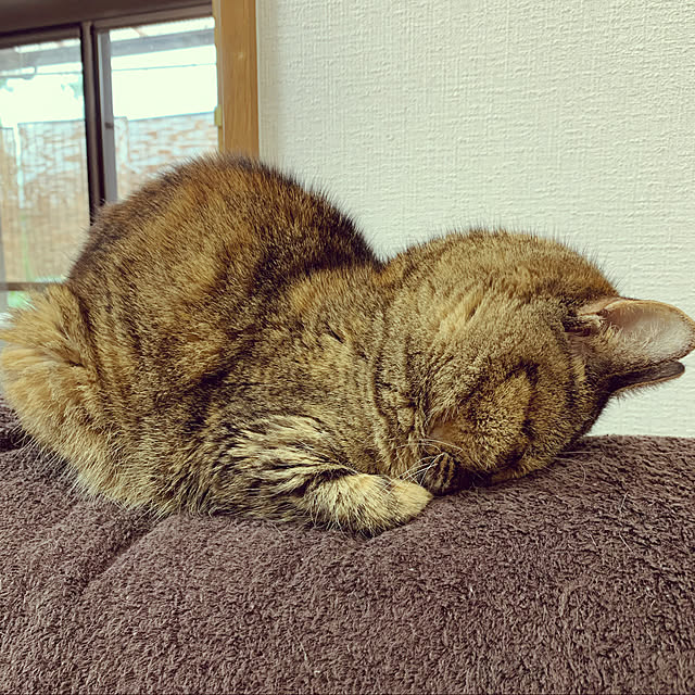 Azukiさんの実例写真