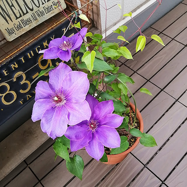 VERANDARJUNさんの実例写真