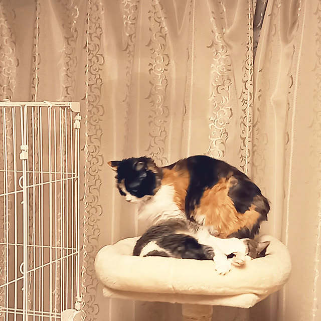 animaruloveさんの実例写真
