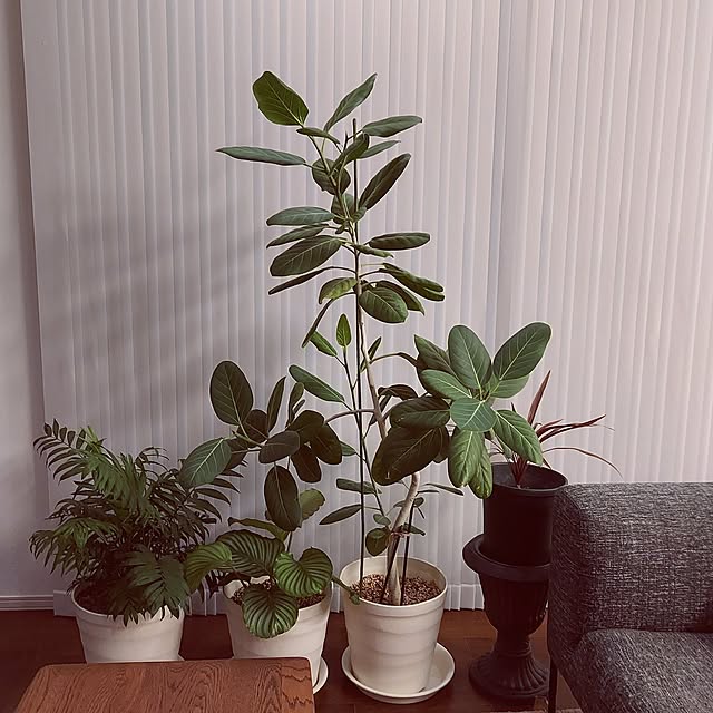 casablanca77さんの実例写真