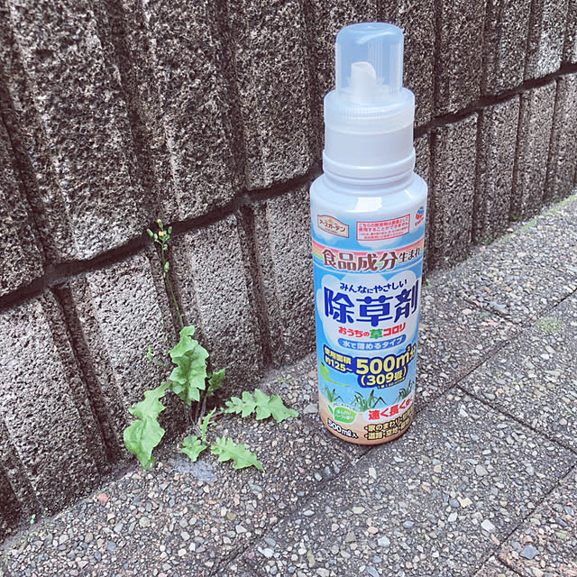 katoponさんの実例写真