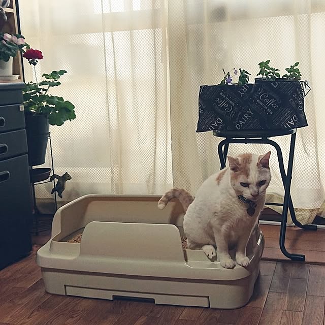 NOAHさんの実例写真