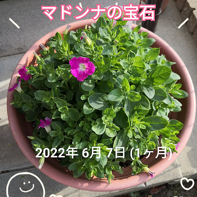 haruruさんの実例写真