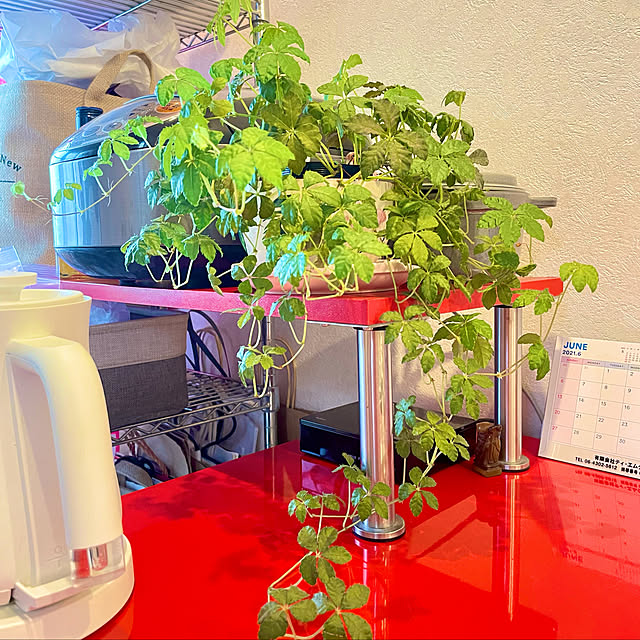 観葉植物/一人暮らし/机のインテリア実例 - 2021-06-13 17:11:49