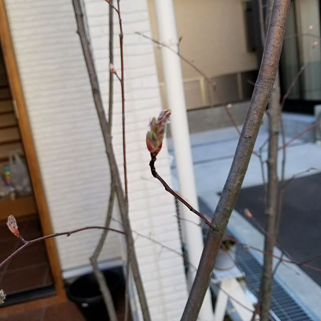 oshinkoさんの実例写真