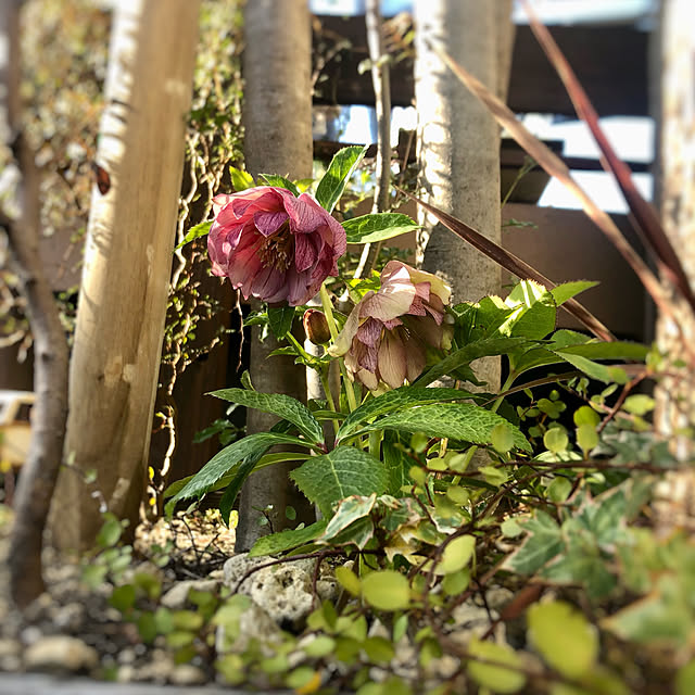 cocoaさんの実例写真