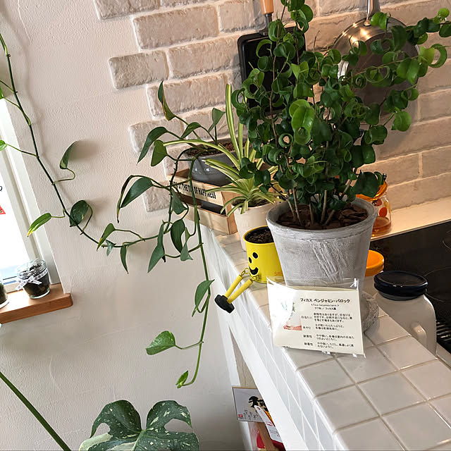 観葉植物/キッチンのインテリア実例 - 2020-06-09 20:04:56