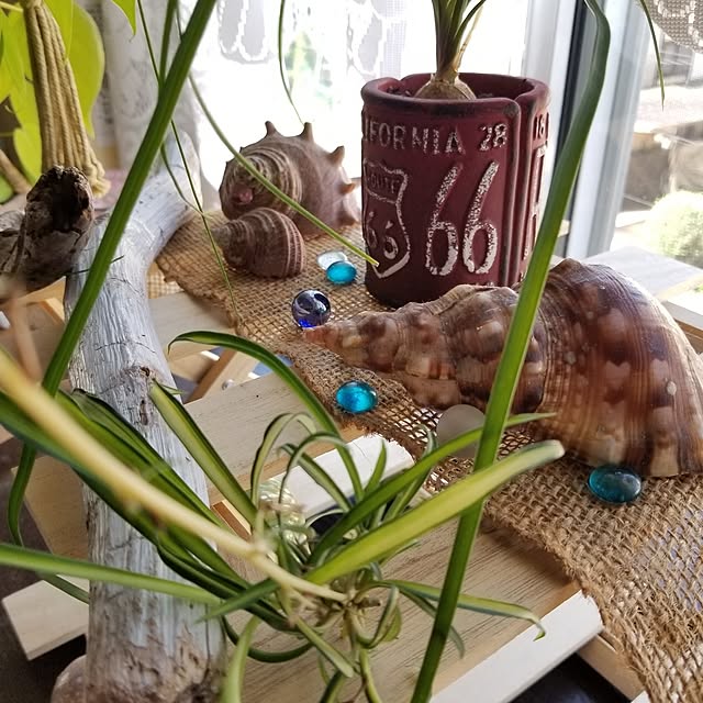 midoriさんの実例写真