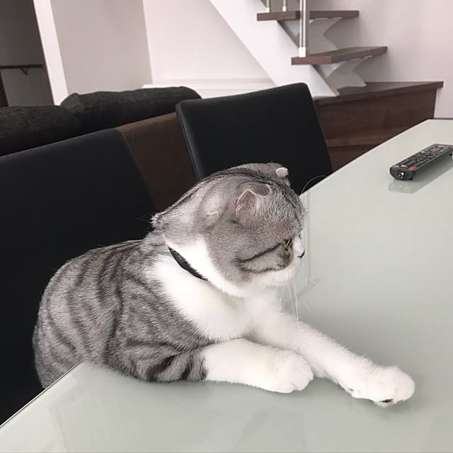 Dahliaさんの実例写真