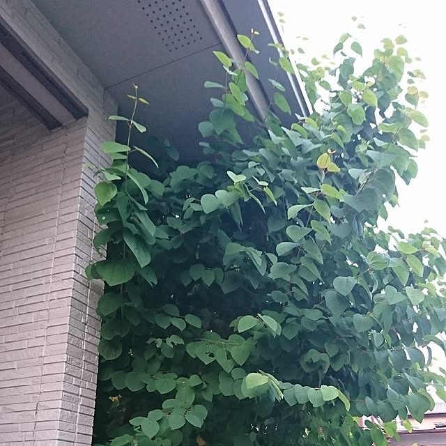 AZさんの実例写真