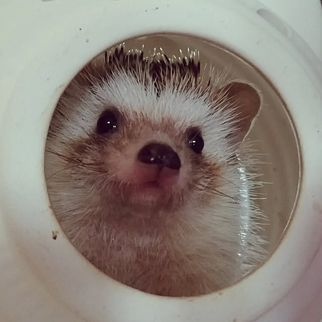 kuruさんの実例写真