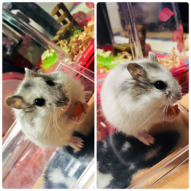Hanaさんの実例写真