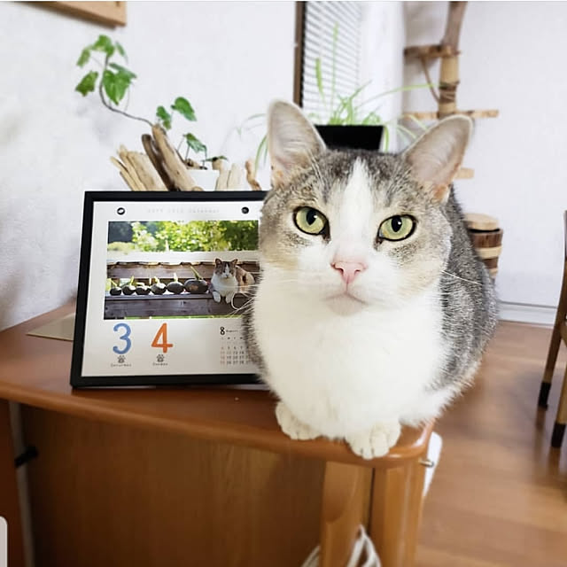 kotowakaさんの実例写真
