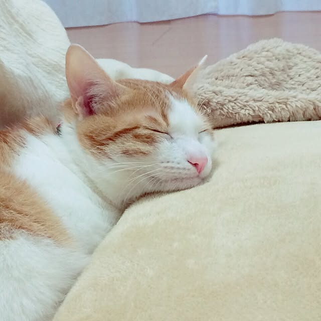 nyan9さんの実例写真