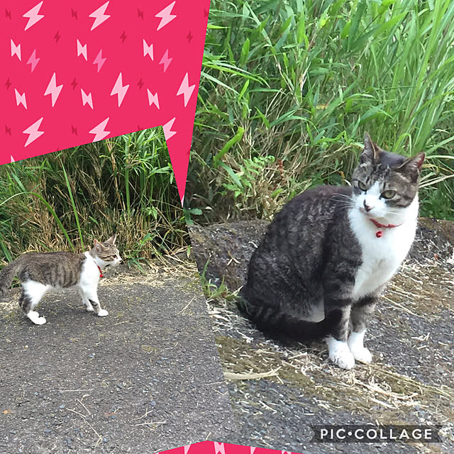 実例写真