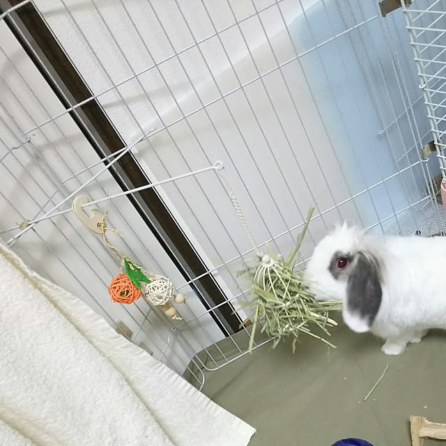 WASABIさんの実例写真