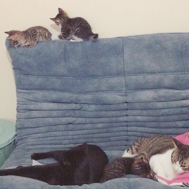 実例写真