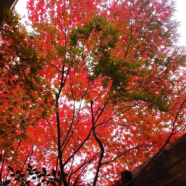 38catさんの部屋