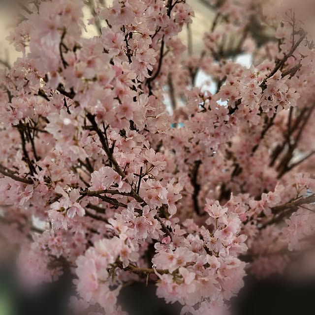 shinkoukei-hahaさんの部屋