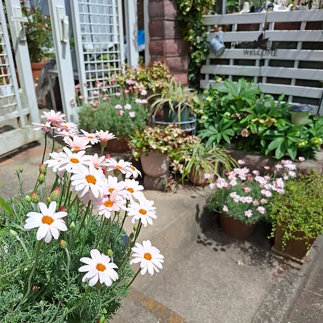 midoriさんの実例写真