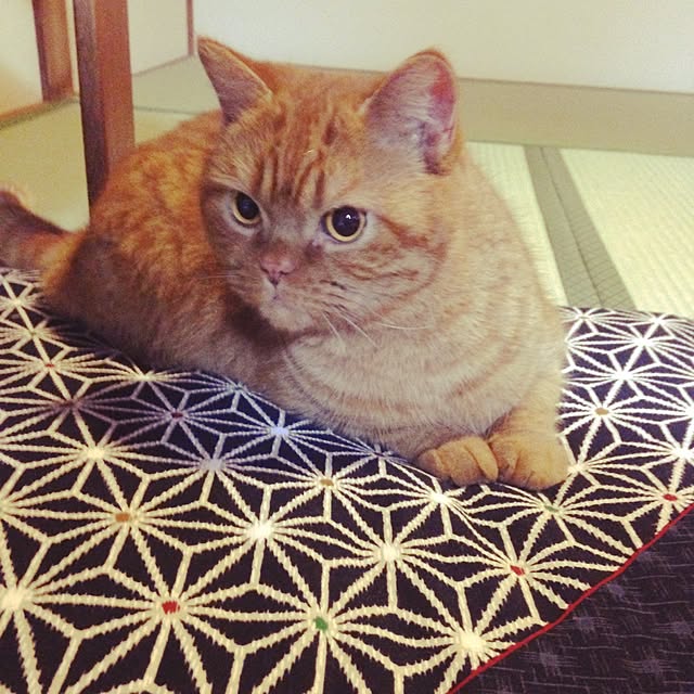 shujiさんの実例写真