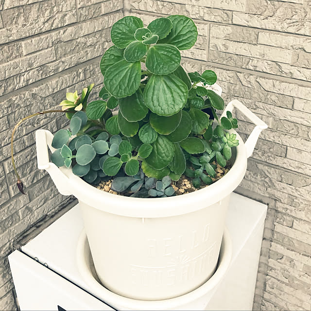 多肉植物/玄関/入り口のインテリア実例 - 2021-09-08 08:18:36