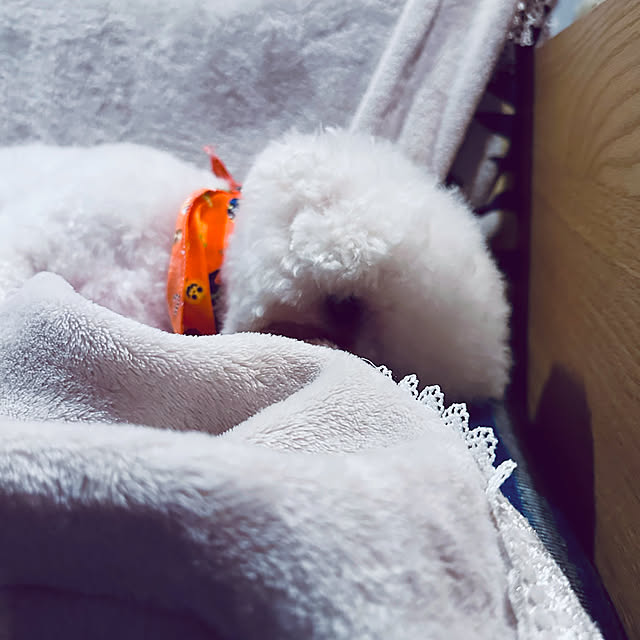chacoさんの実例写真