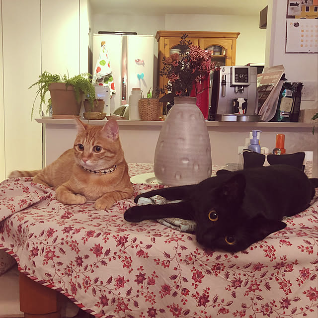 hanetanさんの実例写真