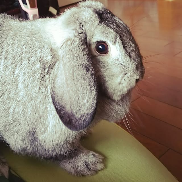 mogu0418さんの実例写真