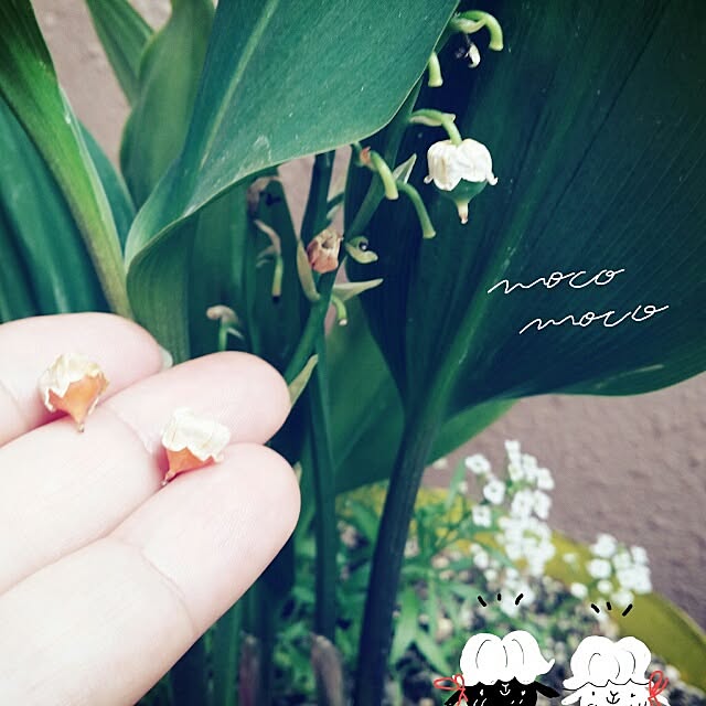 moco-mocoさんの実例写真