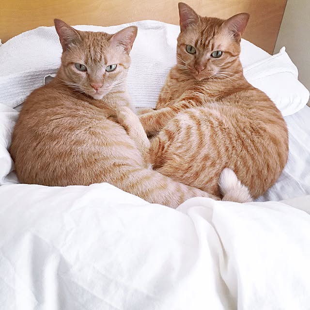 HRMLRさんの実例写真